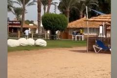 На египетском курорте акула напала на девушку