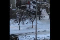 В Екатеринбурге девушка избила свою собаку на улице