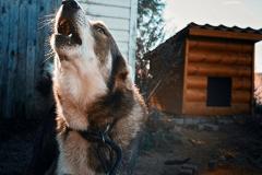 «Повалила и начала трепать»: собака напала на 71-летнего свердловчанина
