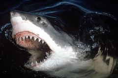 Австралийский серфер погиб после нападения акулы