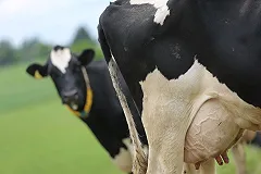 Куйвашев объяснил, почему в Свердловской области растут цены на молоко и хлеб