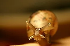 Британские учёные научат роботов принимать решения на примере улиток