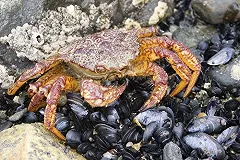 Минвостокразвития РФ предложило Японии рыбные квоты в обмен на инвестиции