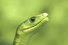 Натравивший на себя ядовитую змею в прямом эфире блогер скончался