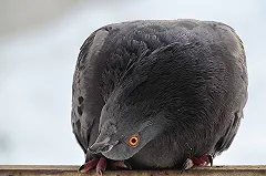 Свердловская область признана самым экологически грязным регионом