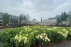 8 садов разобьют на Площади 1905 года