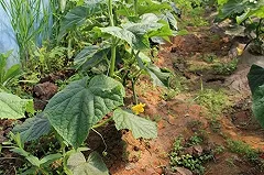 ФСБ нашла на Урале китайские плантации огурцов на ядовито-оранжевой земле