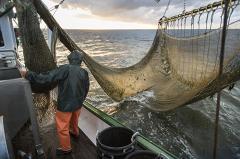 Производители допустили рост цен на рыбу из-за новых налоговых ставок