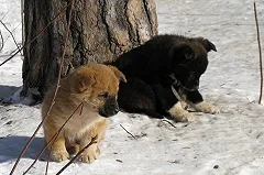 В городе Сухой Лог кто-то выложил трупы щенков вдоль тротуара