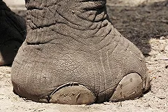 В зоопарке Екатеринбурга рассказали, почему слониха Даша такая худая