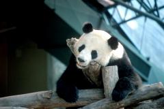 Пандам грозит массовое вымирание из-за изменения климата