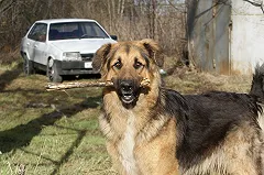 Собака помогла герою из Екатеринбурга спасти выпавшую с восьмого этажа девочку