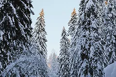 В Свердловской области арестовали спрятавшуюся от уплаты алиментов в лесу многодетную мать