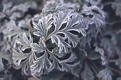 Наблюдайте народные приметы. Луппенские заморозки