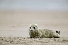 Посетителей Куршской косы попросили не везти в зоопарк тюленят