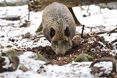 Стая диких кабанов погибла в нефтяной луже в Курганской области