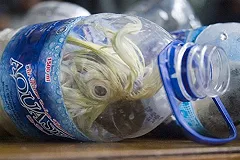 В Индонезии задержаны браконьеры за перевозку редких птиц в бутылках