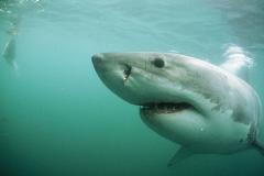 В Австралии акула откусила серфингисту ногу