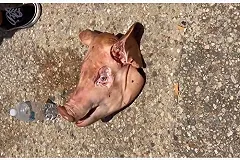 Познер рассказал о фашизме в СССР