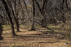 В парке за Дворцом молодёжи начали вырубать деревья для новой дороги