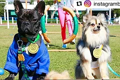 В Бразилии устроили Олимпийские игры для животных