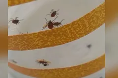 Жители Екатеринбурга после прогулки с собакой в парке обнаружили дома 50 клещей