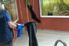 В Екатеринбургском зоопарке сбежал хищник