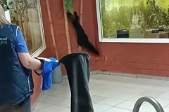 В Екатеринбургском зоопарке сбежал хищник