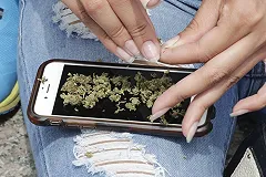 Полиция обнаружила в Завокзальном мини-оранжерею по выращиванию марихуаны