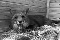 Заводчики заплатили за перевозку лисы, а в Екатеринбург приехал труп