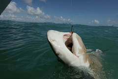 Турист не смог отсудить компенсацию за откушенную ногу