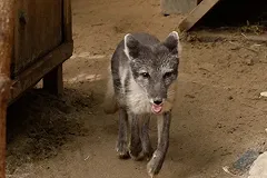 «Это песец». В Екатеринбургском зоопарке поселились два новых вида