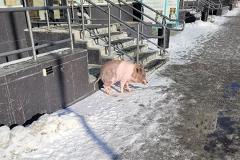 По Екатеринбургу разгуливает очередная свинья