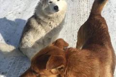 На Урале волонтеры ищут новый дом собакам, хозяин которых погиб на Украине