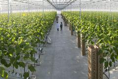 Структура УГМК расширяет тепличное хозяйство