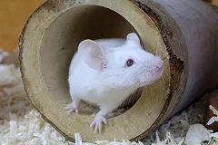 Время вспять: революционная антивозрастная таблетка продлит жизнь людей до 150