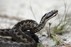 В центре уральского города жители заметили ядовитую змею