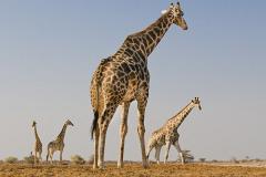 Жирафы раскрыли две свои самые загадочные тайны