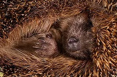 Ежиха Пуговка из Екатеринбургского зоопарка предсказала раннюю и солнечную весну