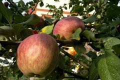 В Ново-Тихвинском монастыре сегодня угощают яблоками