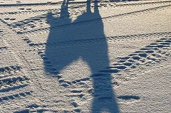 В Кольцово насмерть замерзла собака, которую бросили спешившие на рейс хозяева