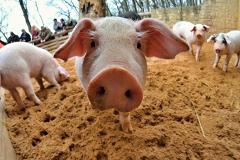Американских живых свиней и субпродукты запретили ввозить в Россию