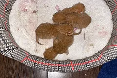 У Николая Коляды появились котята