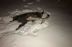 В Екатеринбурге заведено уголовное дело на мужчину, который выбросил своего пса из окна