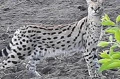 Из коттеджного поселка «Карасьеозерский» сбежал африканский сервал Стеша (ВИДЕО)