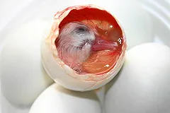 Британцы смогут выбрать рост, цвет глаз и волос своим будущим детям