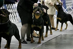 В Челябинске возбуждено дело по факту нападения ротвейлеров на 4-летнего ребенка