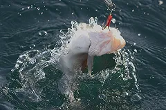 Эксперт: Цены на красную рыбу и икру в РФ в этом году вырастут на 25−30%