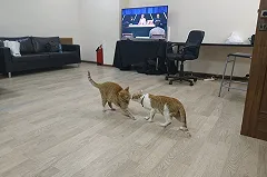 Герой материала Uralweb о тайне гибели дятловцев стал участником ток-шоу Первого канала