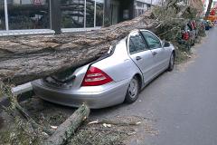 Свердловскую управляющую компанию оштрафовали за упавшее на машину дерево